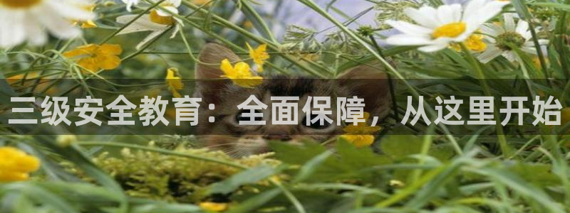 有人知道新宝5么